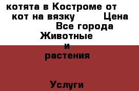 котята в Костроме от 2000-кот на вязку 1300 › Цена ­ 2 000 - Все города Животные и растения » Услуги   . Сахалинская обл.,Южно-Сахалинск г.